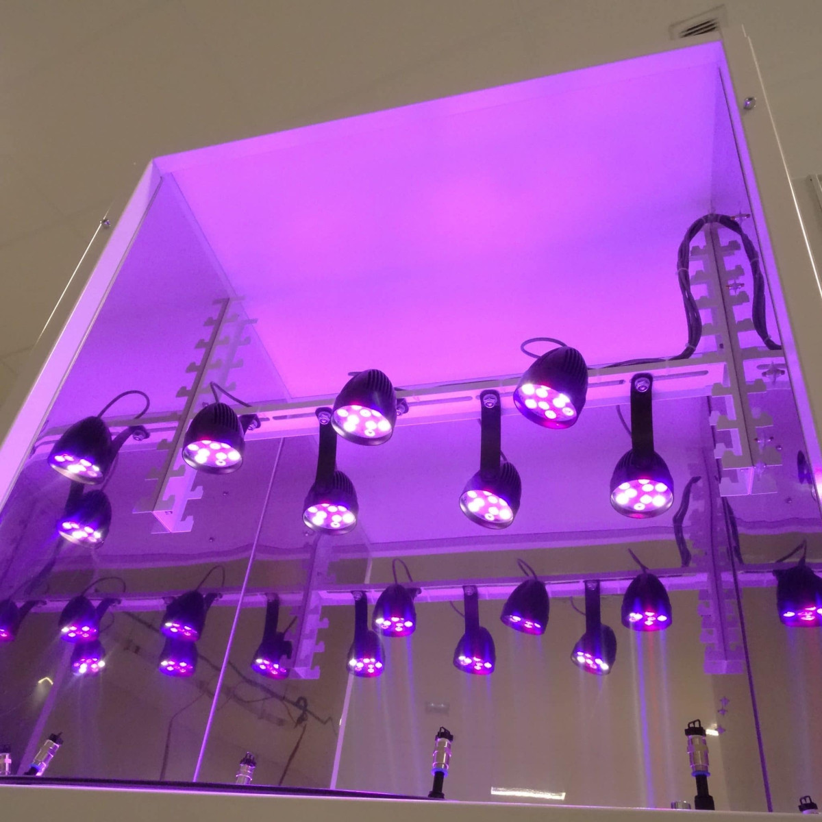 Ensembles de LED violettes suspendues à l'intérieur d'une structure.