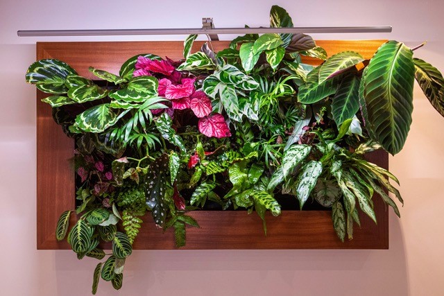 Luminaire mural végétal. C'est un cadre rectangulaire rempli de plantes vertes avec un éclairage intégré qui met en valeur le feuillage. 